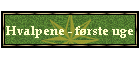 Hvalpene - frste uge