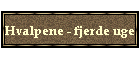 Hvalpene - fjerde uge