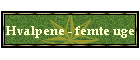Hvalpene - femte uge