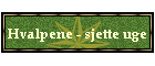 Hvalpene - sjette uge